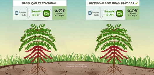 Adoção de práticas sustentáveis otimiza balanço de CO2 no café conilon capixaba