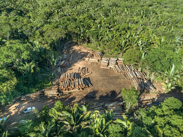 Extração ilegal de madeira aumentou 19% na Amazônia