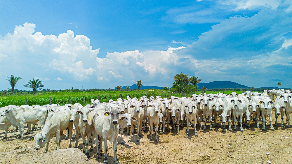 CICB e Imaflora firmam parceria para fortalecer a sustentabilidade nas cadeias do couro e da carne no Brasil