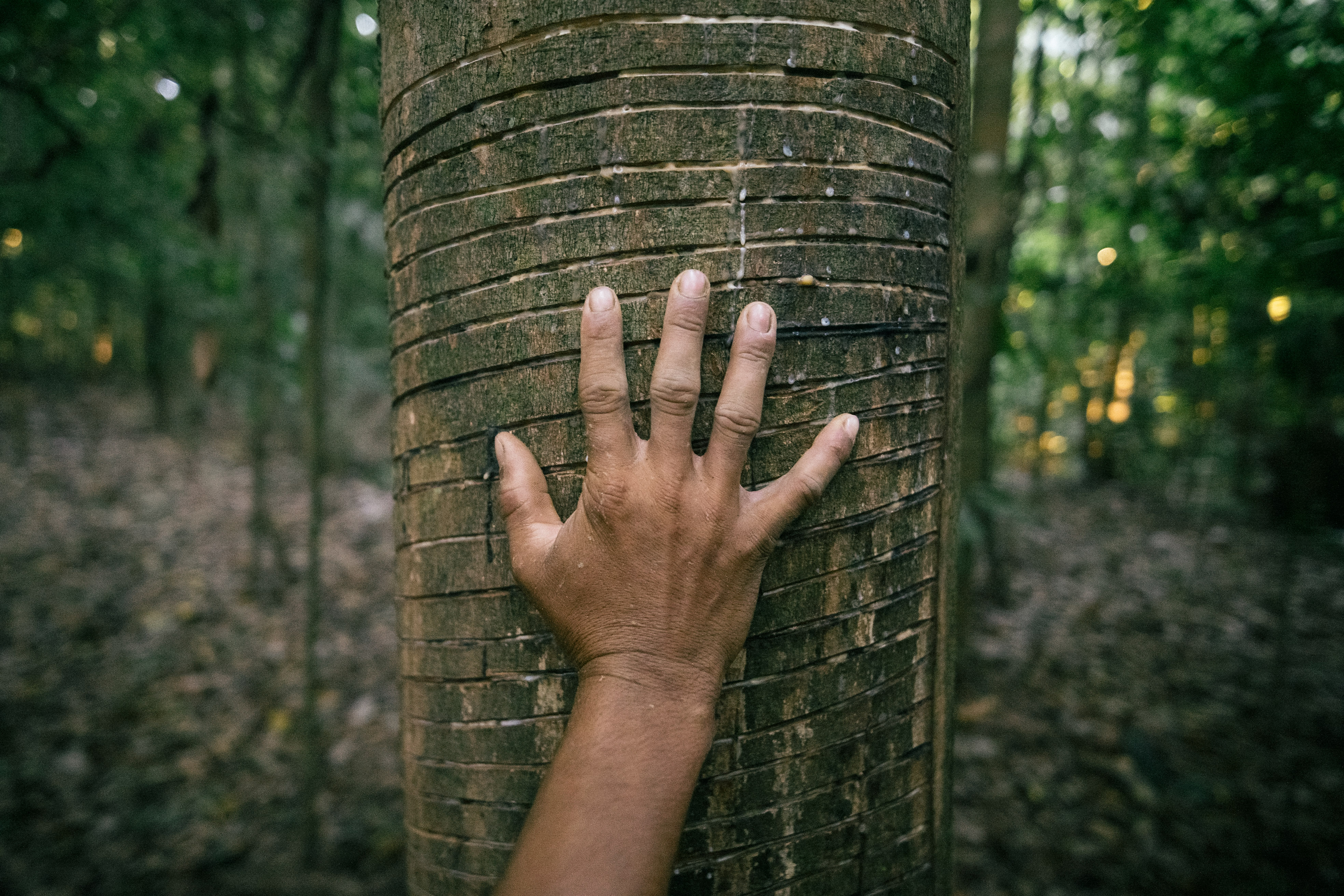 Imaflora vai à COP 16 acompanhar as discussões sobre mecanismos de financiamento para a conservação da biodiversidade